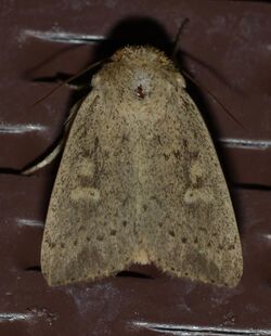 -10459 – Leucania inermis – Unarmed Wainscot Moth (19874360084).jpg