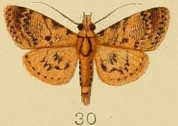 030-Coenodomus cornucalis (Kenrick, 1907).JPG