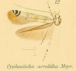 12-Cyphosticha acrolitha Meyrick, 1908.JPG