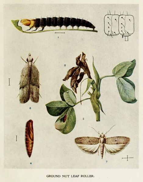 File:17-Indian-Insect-Life - Harold Maxwell-Lefroy - Anarsia-ephippias.jpg
