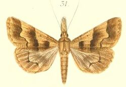 31-Bleptina flocculalis=Ophyx crinipes (Felder & Rogenhofer 1874).JPG