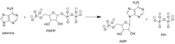 ARPTase Reaction Scheme.png