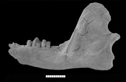 Abdounodus hamdii left dentary.jpg