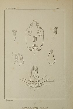Acari, Myriopoda et Scorpiones hucusque in Italia reperta (1890) (14783018145).jpg