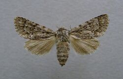 Acronicta euphorbiae.female.jpg