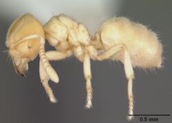 Acropyga epedana casent0006064 profile 1.jpg