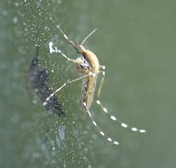 Aedes sollicitans P1160421a.jpg