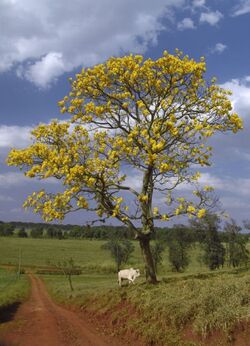 Araguaney (Tabebuia chrysantha), Venezuela.jpg