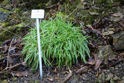 Armeria duriaei - Botanischer Garten, Dresden, Germany - DSC08657.JPG