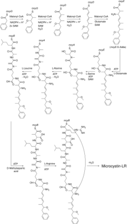 The biosynthesis of microcystin-LR by Microcystis aeruginosa.