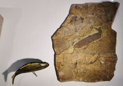 Birkenia elegans fossil and model.jpg