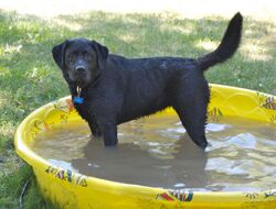 Black Labrador Retriever kiddie pool..jpg