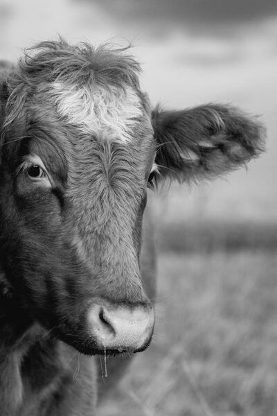 File:Black and white cow portrait.jpg