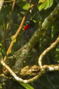 Blue-billed Malimbe - Ankasa - Ghana 14 S4E2092 (16198030075).jpg