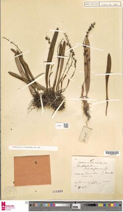 Bulbophyllum mentiferum J.J.Sm. 2513782001.jpg