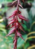 Bulbophyllum roraimense.jpg
