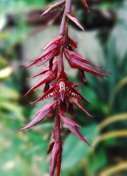 Bulbophyllum roraimense.jpg