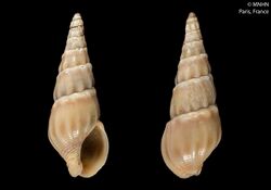 Bullia terebraeformis (MNHN-IM-2000-6355).jpeg