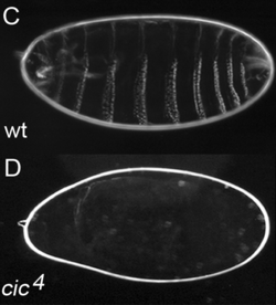 CIC gene mutation in Drosophila affecting C1 domain.png