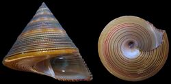 Calliostoma javanicum shell.jpg