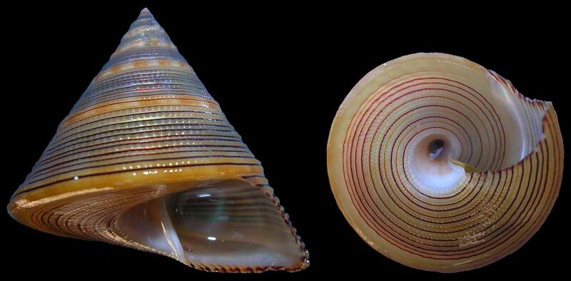 File:Calliostoma javanicum shell.jpg