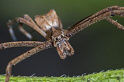 Cape camel-back spider (Menneus capensis) 1.jpg