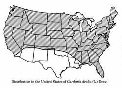 Cardaria-draba-distribution-USDA.png