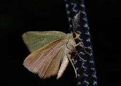 Chloraspilates bicoloraria – Bicolored Chloraspilates Moth.jpg