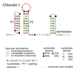 Chlorobi-1-RNA.svg