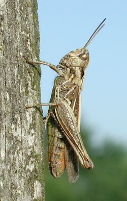 Chorthippus biguttulus f 8835.jpg