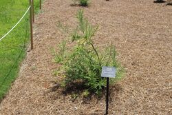 Coastal Georgia Botanical Gardens, Chinese Water Fir glyptostrobus pencilis.jpg