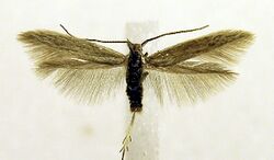 Coleophora boreella MM19300.jpg