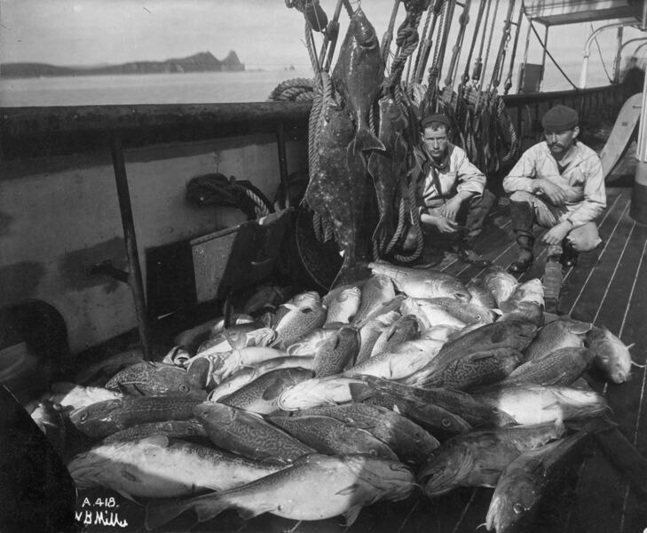 File:Commercial fishing.jpg