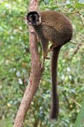 A Common brown lemur on the side of a tree branch