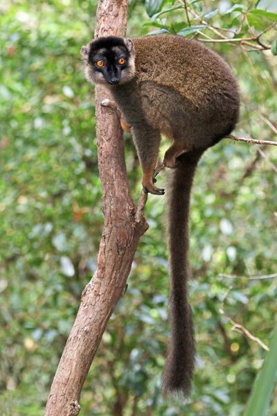 File:Common brown lemur (Eulemur fulvus) male.jpg