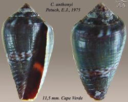 Conus anthonyi.jpg