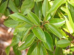 Cryptocarya triplinervis foliage.jpg