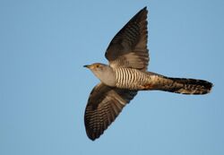 Common cuckoo in flight, showing barred underparts