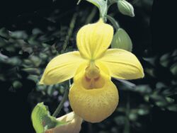 Cypripedium irapeanum.jpg