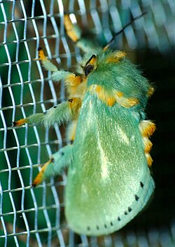Day 16 Slug Moth (Coenobasis amoena) (53240203615).jpg
