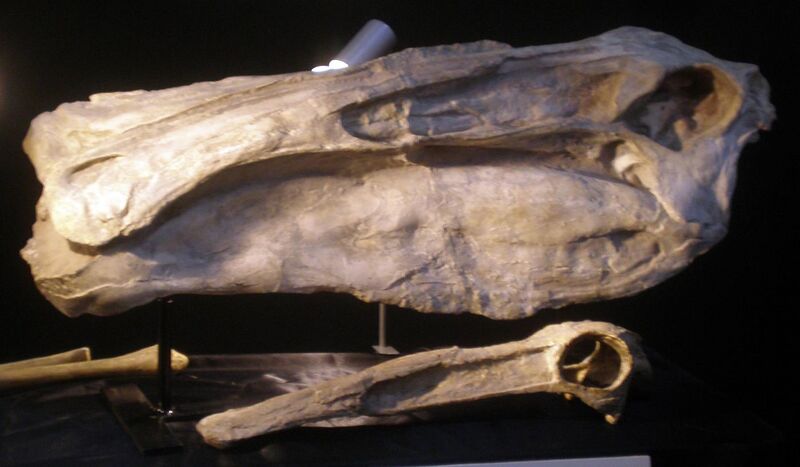 File:Deinocheirus Skull.JPG