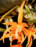 Dendrobium lamyaiae Orchi 008.jpg