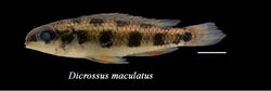 Dicrossus maculatus.jpg