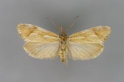 Diurnea lipsiella M.jpg