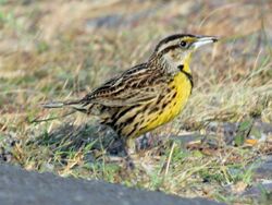 Eastern Meadowlark RWD3.jpg