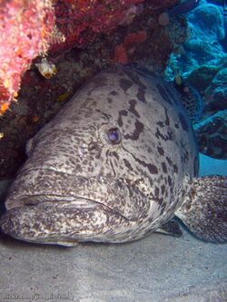 Epinephelus tukula.jpg