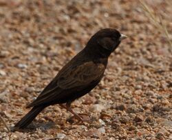 Eremopterix australis -Bushmanland, South Africa-8.jpg