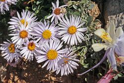 Erigeron leiomerus4.jpg