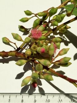 Eucalyptus tricarpa - inflorescence.jpg