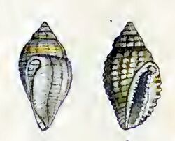 Eucithara diaglypha 001.jpg